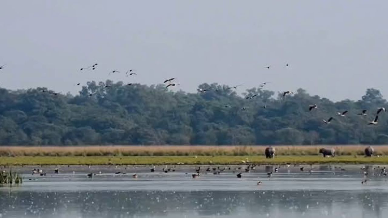এই অভয়াৰণ্যত সাধাৰণতে এশিঙীয়া গঁড়, গাহৰি, বনৰীয়া ম'হ, হৰিণ, নাহৰফুটুকী বাঘ, উলুম'ৰা, কাছ, সাপ ইত্যাদি পোৱা যায়। আহিন মাহৰ পৰা পবিতৰালৈ সুদুৰ চাইবেৰীয়াৰ অঞ্চলৰ পৰা বহুতো পৰিভ্ৰমী চৰাই আহে।