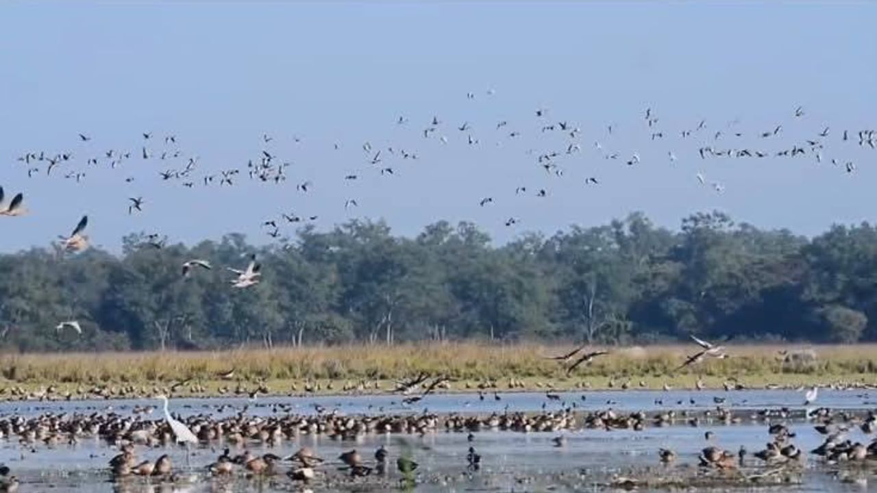 শীতৰ সময়চোৱাত জলাশয় সমূহলৈ আগমন ঘটে পৰিভ্ৰমী চৰাইৰ। ৩৮৫ প্ৰজাতিৰ পৰিভ্ৰমী পক্ষীৰ কল-কাকলিৰে মুখৰ পবিতৰা অভয়াৰণ্য। দৃষ্টিনন্দন পৰিবেশত আপ্লুত পৰ্যটক।