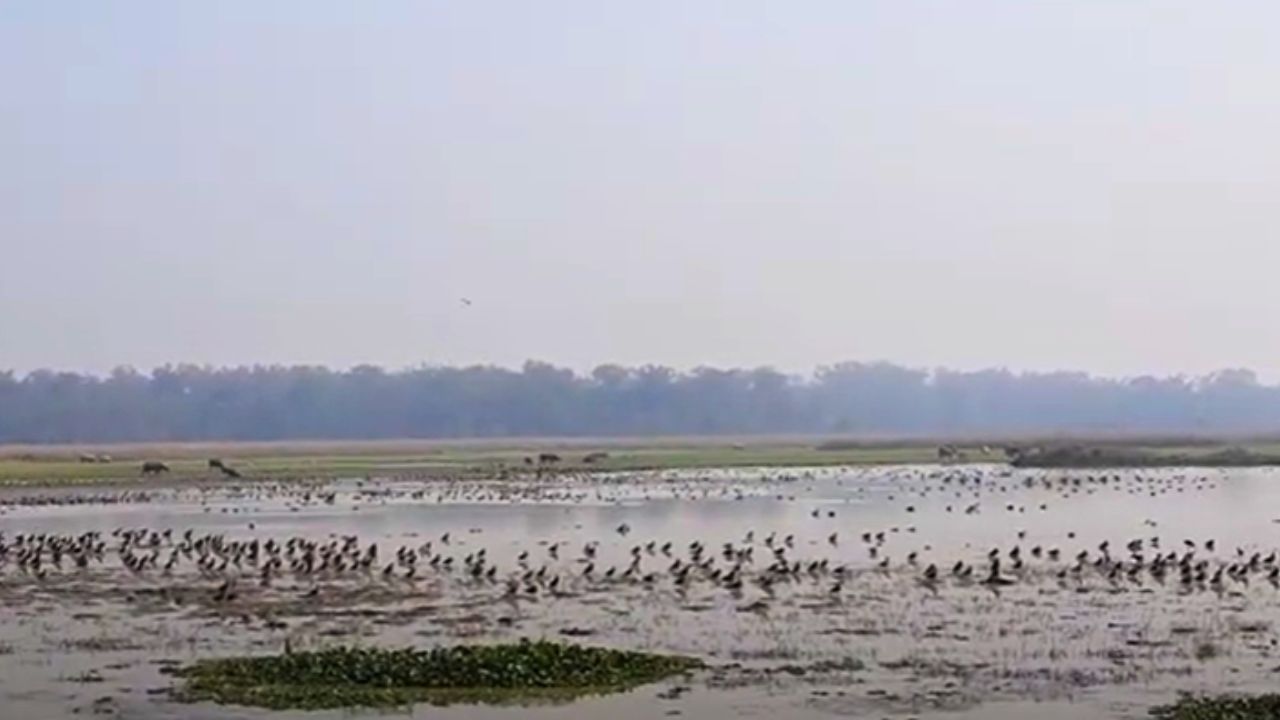 পবিতৰাৰ পশ্চিম সীমাত থকা দলনি (তামোলীডোবা)-লৈও বহুতো পৰিভ্ৰমী হাঁহ অহা দেখা যায়। লগতে গাহৰি, গঁড়, বনৰীয়া ম'হ আদিও চৰি ফুৰা দেখা যায়। এইবাবেই পবিতৰা অভয়াৰণ্য দেশী-বিদেশী পৰ্যটকৰ বাবে আকৰ্ষণীয় স্থল হৈ পৰিছে।