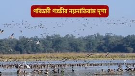 Pobitora Wildlife Sanctuary: পৰিভ্ৰমী পক্ষীৰ কলৰৱেৰে মুখৰিত হৈছে পবিতৰা অভয়াৰণ্য