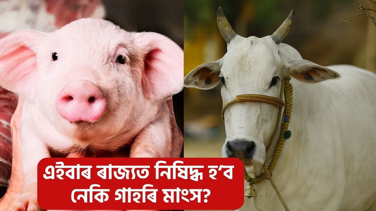 গো-মাংসৰ পাছত এইবাৰ গাহৰি মাংস! মুছলমান বসতিপ্ৰধান অঞ্চলত গাহৰি মাংস নিষিদ্ধ কৰাৰ দাবী উজনি অসম মুছলিম কল্যাণ পৰিষদৰ গো-মাংসৰ পাছত এইবাৰ গাহৰি মাংস! মুছলমান বসতিপ্ৰধান অঞ্চলত গাহৰি মাংস নিষিদ্ধ কৰাৰ দাবী উজনি অসম মুছলিম কল্যাণ পৰিষদৰ