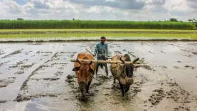 আজি ৰাষ্ট্ৰীয় কৃষি দিৱসঃ জানক এই দিনটোৰ ইতিহাস, কিয় পালন কৰা হয়