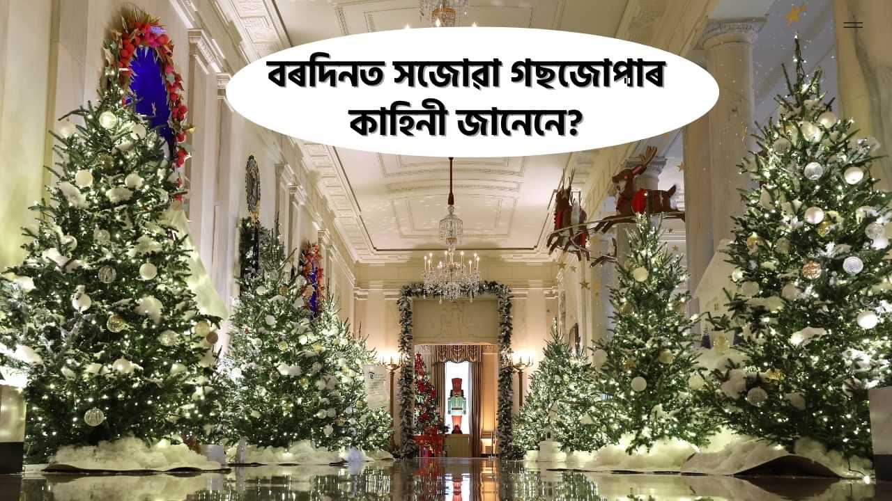 History of Christmas Trees: বৰদিনত সজোৱা গছজোপাৰ ৰহস্য জানেনে? কিয় ইমান বিশেষ এই গছজোপা?