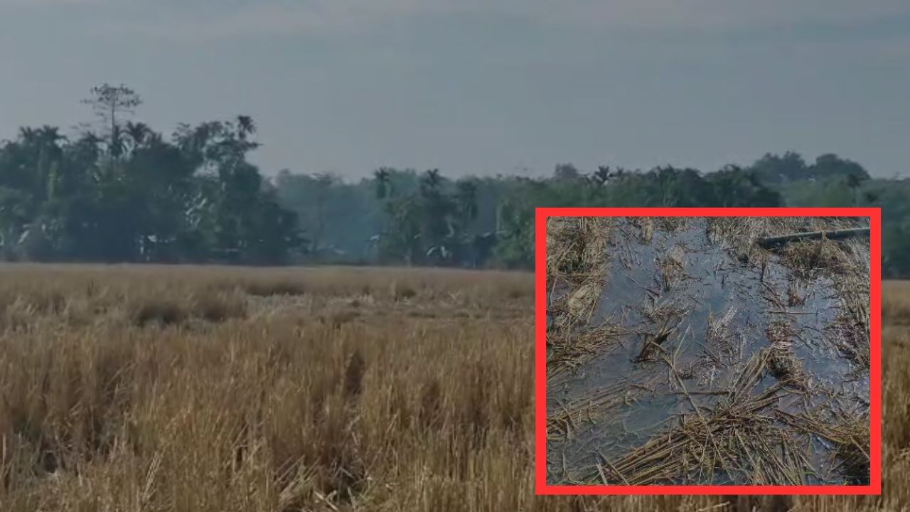 শিৱসাগৰৰ হাঁহচৰাত অ’এনজিচিৰ তেলৰ পাইপ ফুটি বিনষ্ট কৃষিভূমিঃ আতংকিত অঞ্চলবাসী শিৱসাগৰৰ হাঁহচৰাত অ’এনজিচিৰ তেলৰ পাইপ ফুটি বিনষ্ট কৃষিভূমিঃ আতংকিত অঞ্চলবাসী