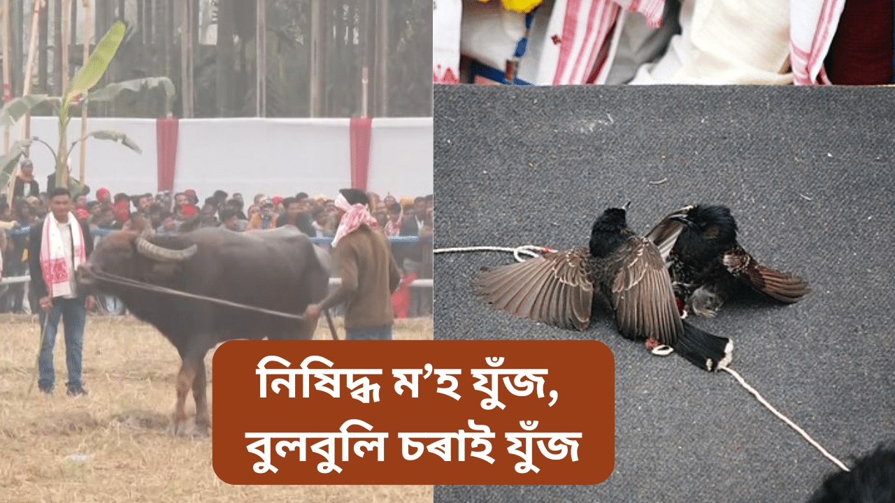 ৰাজ্যত সম্পূৰ্ণৰূপে নিষিদ্ধ মহ যুঁজ আৰু বুলবুলি চৰাই যুঁজ, ন্যায়ালয়ৰ নিৰ্দেশ...