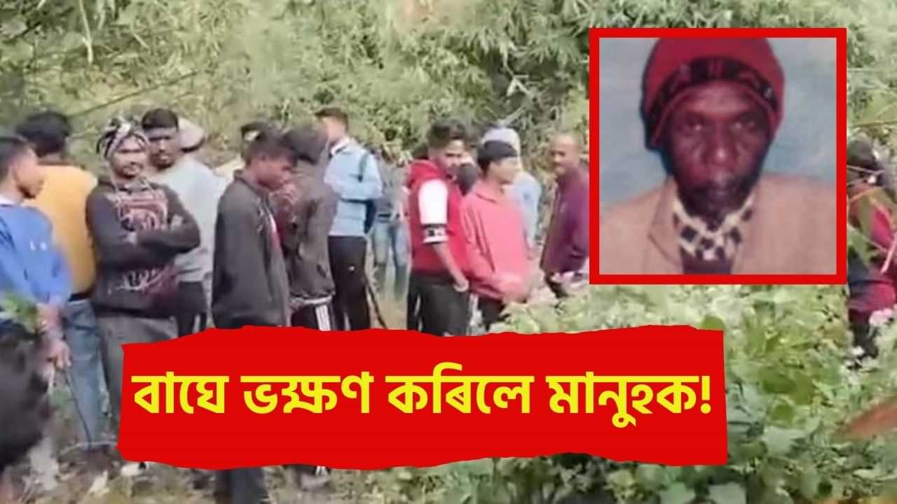 কলিয়াবৰত বাঘে ভক্ষণ কৰিলে মানুহক! অৰণ্যৰ মাজত লাওখোলা উদ্ধাৰক লৈ চাঞ্চল্য...