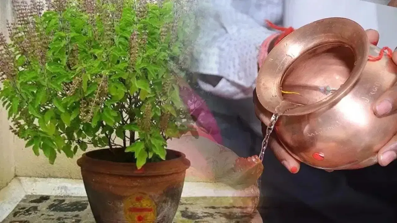 Tulsi Pujan Diwas: তুলসী দিৱসত সন্ধিয়া কৰক এনেকৈ পূজা, জানক এই পূজাৰ বিশেষত্ব Tulsi Pujan Diwas: তুলসী দিৱসত সন্ধিয়া কৰক এনেকৈ পূজা, জানক এই পূজাৰ বিশেষত্ব