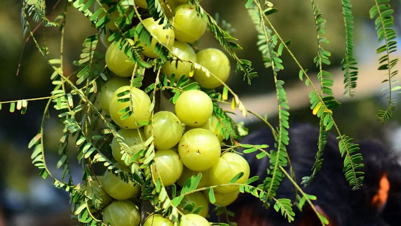 পেটৰ অসুখৰ সময়ত আমি প্ৰায়ে আমলখি খাওঁ। কিন্তু এইক্ষেত্ৰত আমি সাৱধান হোৱা উচিত। পেটৰ সমস্যাৰ ক্ষেত্ৰত আমলখিয়ে উপকাৰতকৈ কেতিয়াবা অপকাৰহে কৰিব পাৰে। তদুপৰি বুকু জ্বলা-পোৰা কৰিলে বা এচিডিটিৰ সমস্যা থাকিলে পৰাপক্ষত আমলখি খাব নালাগে।