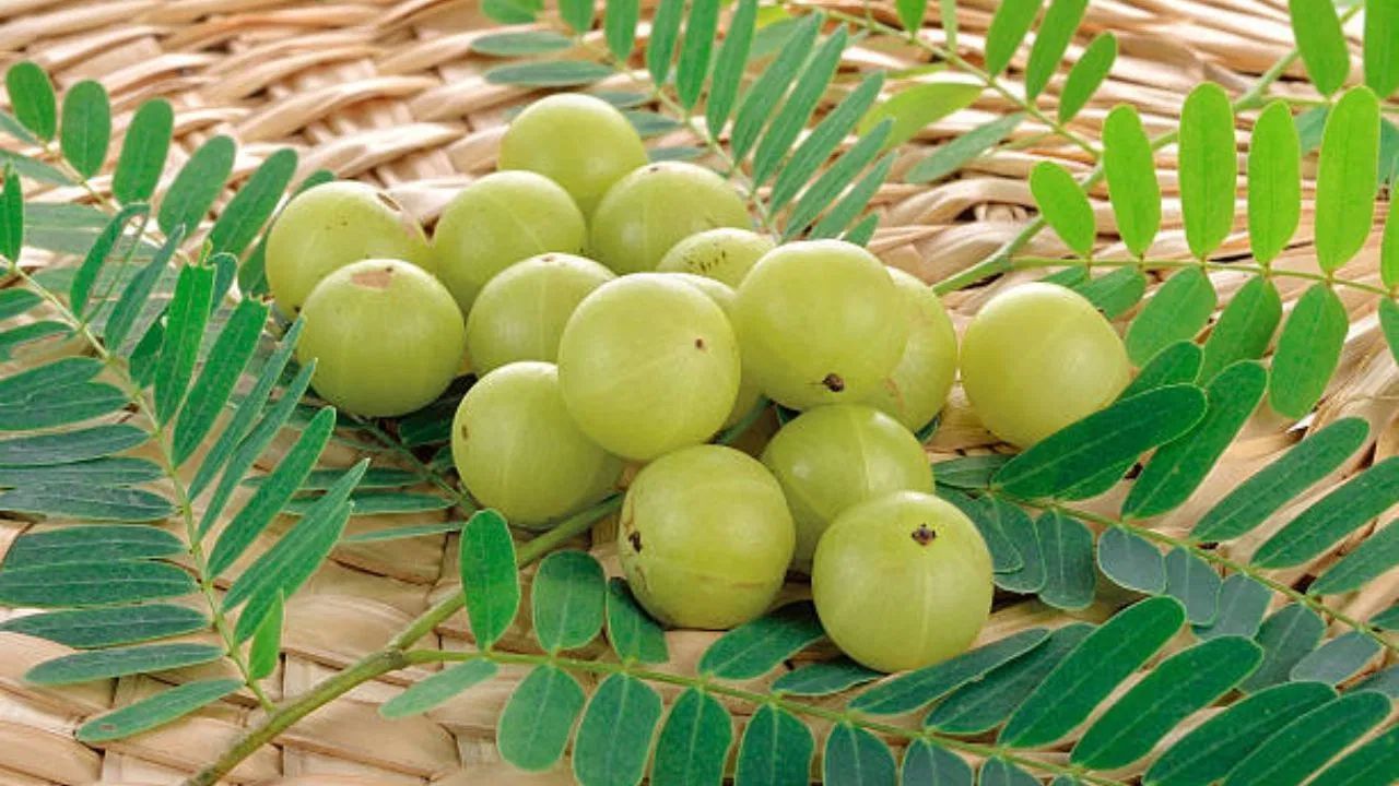 কিন্তু আমালখি অধিক পৰিমাণে খালে কিছুমান পাৰ্শ্বক্ৰিয়াও হ’ব পাৰে। প্ৰচুৰ পৰিমাণে আমলখি খালে স্বাভাৱিকৰ তুলনাত ৰক্তচাপ হ্ৰাস পাব পাৰে। তদুপৰি তেজত চেনিৰ মাত্ৰা স্বাভাৱিকতকৈ কম হ’লে আমলখি খোৱাৰ ক্ষেত্ৰত সাৱধান হ’ব লাগে।