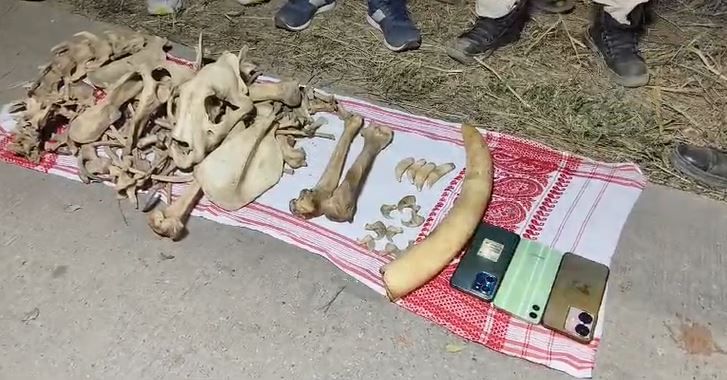 আটকাধীন লোক কেইজন কাৰ্বি আংলঙৰ অমৰ হাঞ্চে, প্ৰবীণ চাংমাই আৰু নগাঁৱৰ মহিন্দ্ৰ বৰগ্ৰাং । আটক কৰা লোক তিনিজনৰ পৰা আৰক্ষী আৰু বন বিভাগৰ অভিযানকাৰী দলটোৱে উদ্ধাৰ কৰিবলৈ সক্ষম হয় বাঘৰ ছাল, দাঁতৰ উপৰিও হাতীৰ দাঁত ।