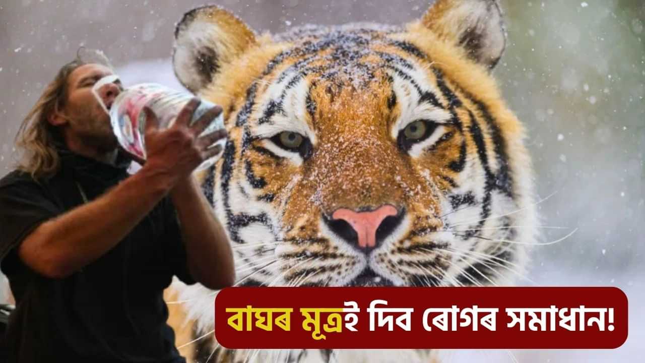 বাঘৰ মূত্ৰই নিৰাময় কৰে বাত বিষ! ৬০০ টকাত বিক্ৰী হয় এটা বটল, কত জানক...