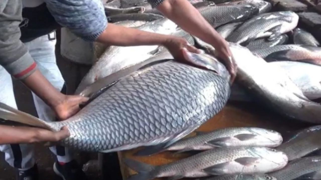 কেৱল সেয়াই নহয়, ভোগালীৰ উৰুকাত আটাইতকৈ ডাঙৰ মাছটো কিনিবলৈ হেতাওপৰা লাগে ৰাইজৰ। ভোগালী বিহু বুলি ক’লে সকলোৰে ইচ্ছা বজাৰৰ চকুত লগা মাছটো ক্ৰয় কৰাৰ। কাৰণ সকলোৰে হেঁপাহ উৰুকা নিশা লগে-ভাগে এসাঁজ খোৱাৰ।