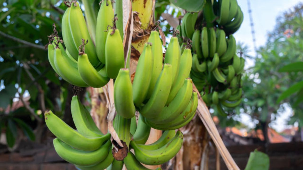 সুস্বাস্থ্যৰ বাবে শুদ্ধ খাদ্যাভ্যাস গ্ৰহণ কৰাটো অতি প্ৰয়োজন । যদি প্ৰয়োজন অনুভৱ কৰে তেন্তে আপুনি খাদ্য বিশেষজ্ঞৰ পৰা পৰামৰ্শ গ্ৰহণ কৰিব পাৰে । শৰীৰৰ যিকোনো সমস্যা থাকিলে বিশেষজ্ঞৰ পৰামৰ্শ গ্ৰহণ কৰাটো অতি প্ৰয়োজন ।
