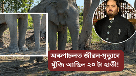 অৰুণাচলৰ পৰা উদ্ধাৰ কৰা হৈছিল ২০ টা হাতী, এতিয়া আম্বানীয়ে দিব নতুন জীৱন, মালিক-মাউতে পাব সংস্থাপন