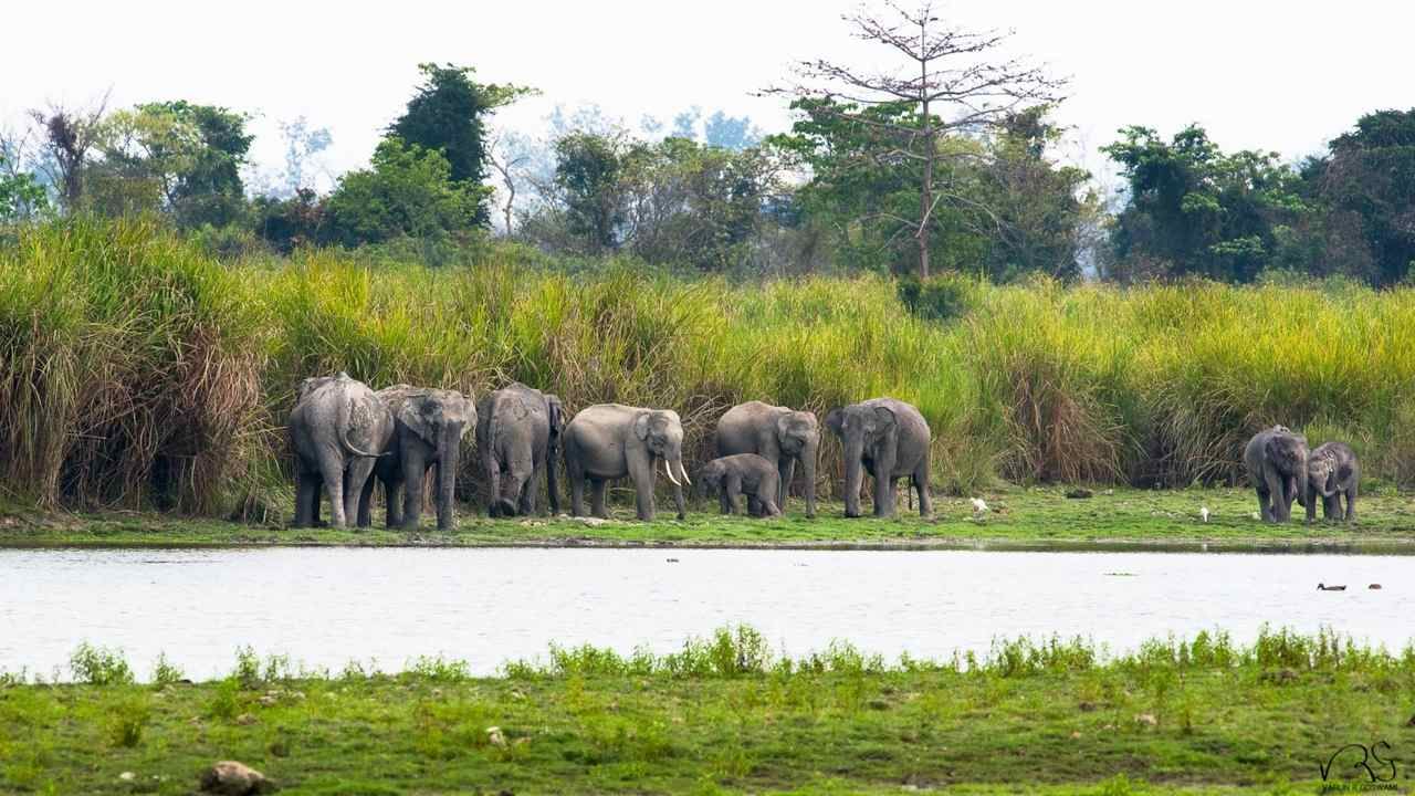উল্লেখ্য যে ৰাজ্যত হাতী- মানুহৰ সংঘাতে চূড়ান্ত ৰূপ লৈছে। উজনিৰ পৰা নামনিলৈ হাতী- মানুহৰ সংঘাত দেখা যায়। হাতীৰ সংখ্যা অধিক থকা পশুপ্ৰেমী আৰু প্ৰকৃতি প্ৰেমীৰ বাবে আনন্দৰ খবৰ যদিও হাতীৰ ফলত একাংশলোকে যথেষ্ঠ সমস্যাৰ সন্মুখীন হ'বলগীয়া হৈছে। হাতীয়ে ঘৰ দুৱাৰ, খেতি পথাৰ আদি নষ্ট কৰাৰ লগতে বহু ঠাইত মানুহৰো প্ৰাণ লৈছে।