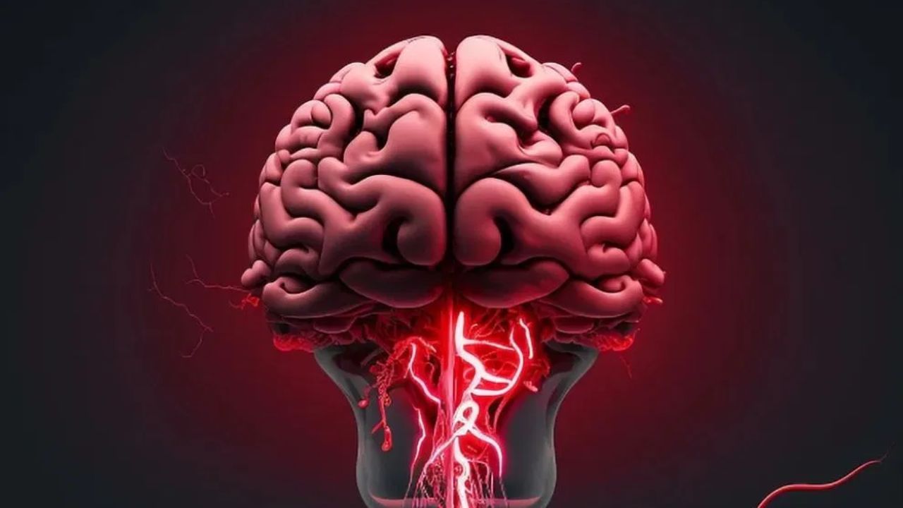পুৰুষৰ মগজুত ‘amygdala’ ডাঙৰ হয়। এই বগা পদাৰ্থই বহু তথ্য বিনিময় কৰাত সহায় কৰে। ইয়াৰ সহায়ত কিবা এটা শিকিব পৰা, মনত ৰখাৰ, সিদ্ধান্ত লোৱাৰ, গ্ৰহণ কৰাৰ ক্ষমতা সহজেই সৃষ্টি হয়। আনহাতে মহিলাৰ মগজুত থকা ধূসৰ পদাৰ্থ হৈছে এক অপাৰেচনেল হাব। ই নাৰীৰ চিন্তা, আৱেগ আৰু যোগাযোগক উদ্দীপিত কৰে।