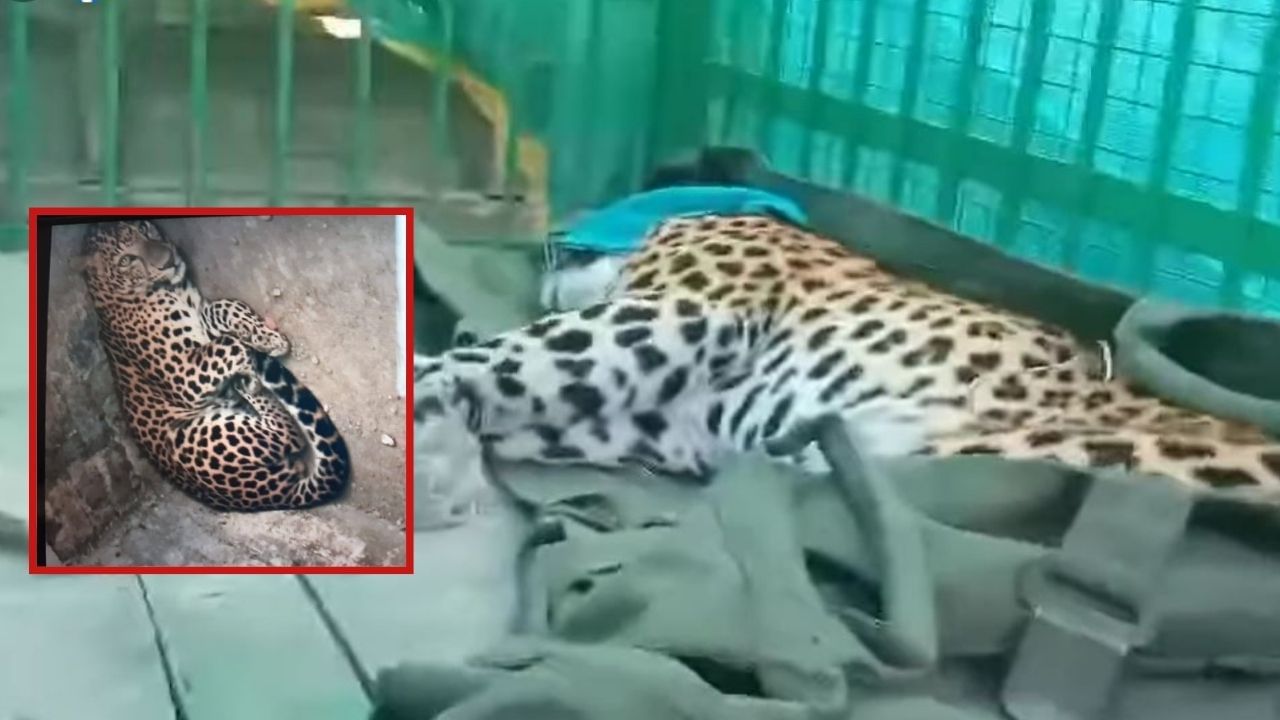 স্বস্তিৰ নিশ্বাস! ট্ৰেংকুলাইজ কৰা হ’ল নগাঁৱত সন্ত্ৰাসৰ সৃষ্টি কৰা নাহৰফুটুকীটো স্বস্তিৰ নিশ্বাস! ট্ৰেংকুলাইজ কৰা হ’ল নগাঁৱত সন্ত্ৰাসৰ সৃষ্টি কৰা নাহৰফুটুকীটো