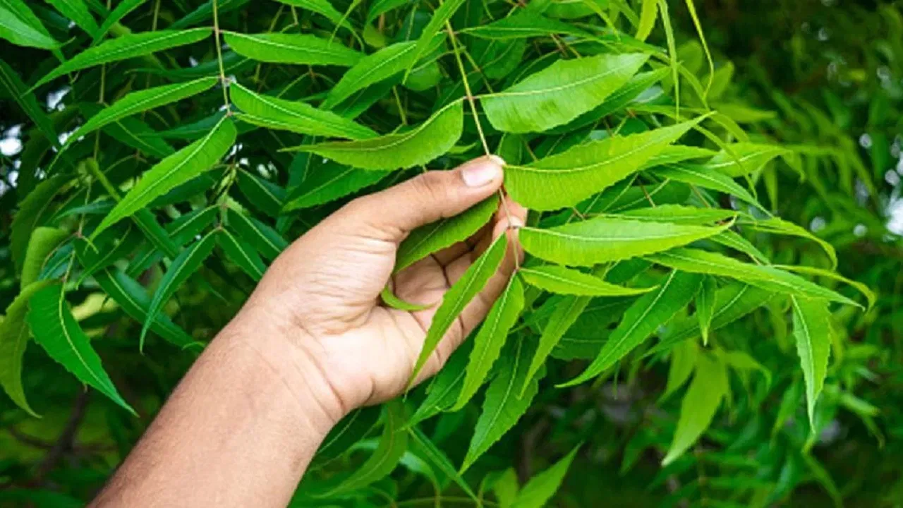 নিম গছ ৰোপণ কৰাৰ সময়ত নকৰিব ভুল! আহিব ইটোৰ পিছত সিটো জীৱনত সমস্যা! নিম গছ ৰোপণ কৰাৰ সময়ত নকৰিব ভুল! আহিব ইটোৰ পিছত সিটো জীৱনত সমস্যা!