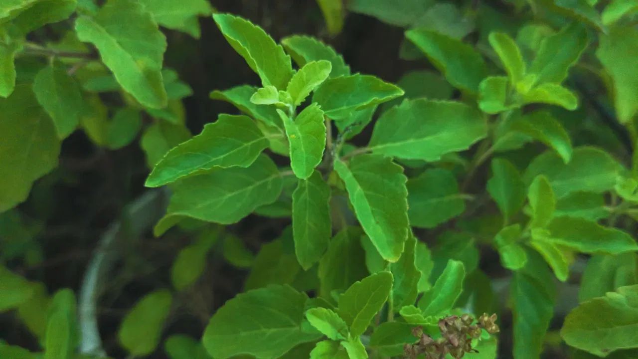 শীতকালত স্বাস্থ্যৰ বাবে আশীৰ্বাদ তুলসীঃ প্ৰতিদিনে খাওক তুলসীৰ পাত, লাভ কৰিব অনেক উপকাৰিতা শীতকালত স্বাস্থ্যৰ বাবে আশীৰ্বাদ তুলসীঃ প্ৰতিদিনে খাওক তুলসীৰ পাত, লাভ কৰিব অনেক উপকাৰিতা