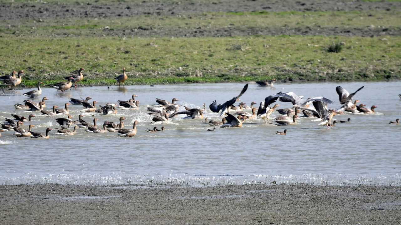 Waterbird Population : এই বছৰ পবিতৰা বন্যপ্ৰাণী অভয়াৰণ্যত কিমান প্ৰজাতিৰ জলচৰ পক্ষী পোৱা গল...?