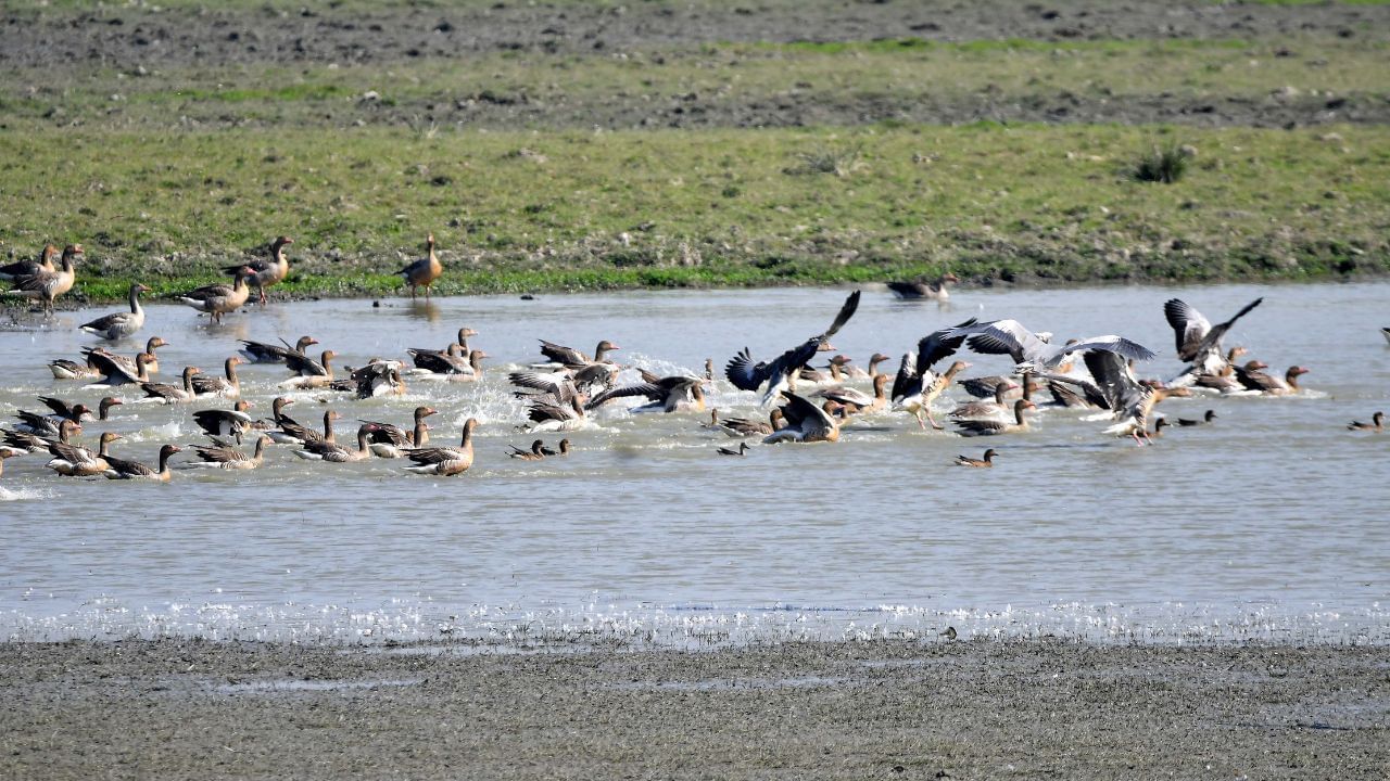 Waterbird Population : এই বছৰ পবিতৰা বন্যপ্ৰাণী অভয়াৰণ্যত কিমান প্ৰজাতিৰ জলচৰ পক্ষী পোৱা গ’ল…?