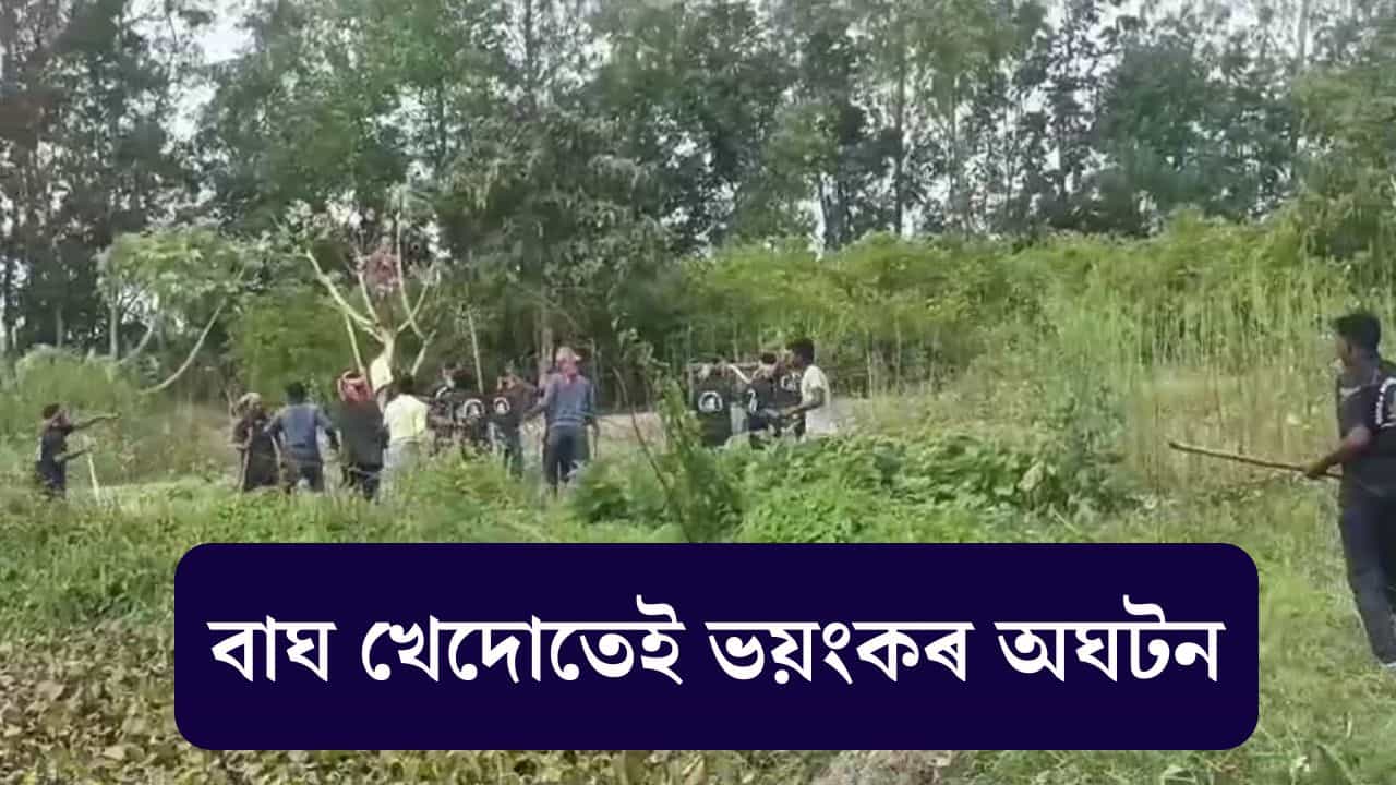 বাঘ খেদিবলৈ যাওঁতেই একে জাঁপে কামুৰিলে বনকৰ্মীৰ ডিঙিত...তাৰ পিছত কি হল ?