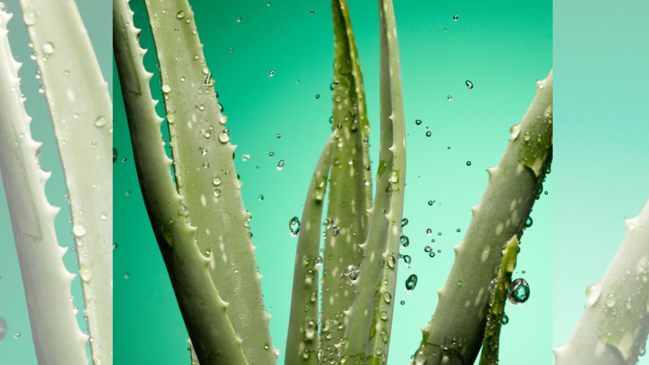 Aloe Vera Juice : প্ৰতিদিনে ৰাতিপুৱা এলোভেৰা ৰস সেৱন কৰিলে কি কি স্বাস্থ্যৰ উপকাৰিতা পোৱা যায় ? জানক Aloe Vera Juice : প্ৰতিদিনে ৰাতিপুৱা এলোভেৰা ৰস সেৱন কৰিলে কি কি স্বাস্থ্যৰ উপকাৰিতা পোৱা যায় ? জানক