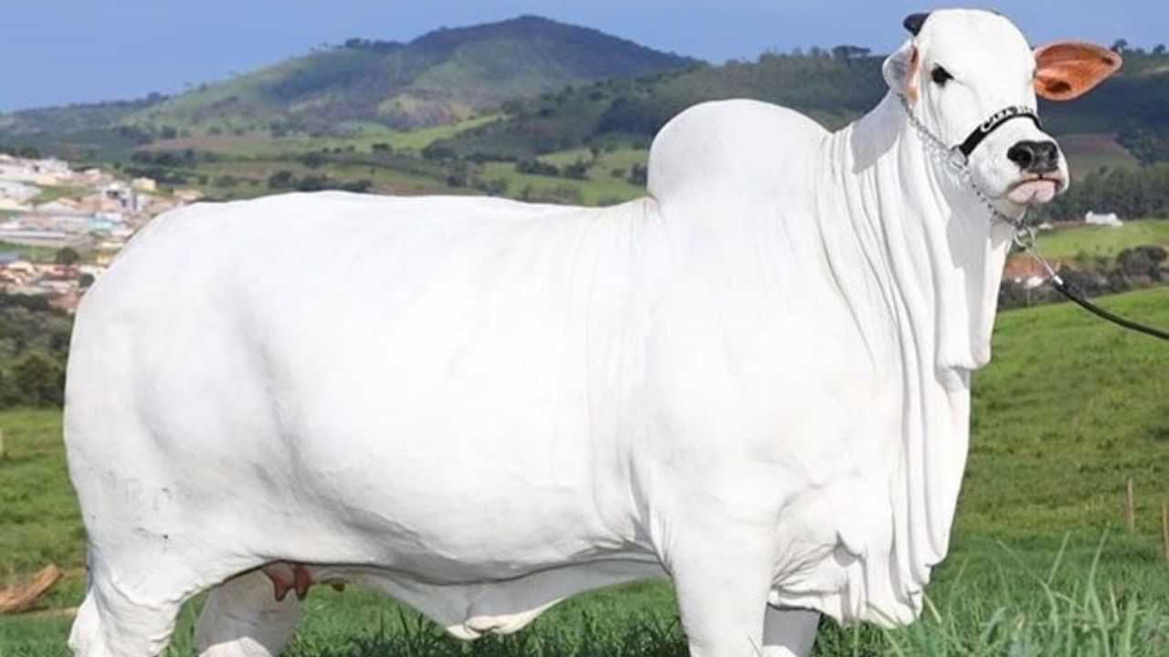 Worlds Most Expensive Cow: বিশ্বৰ আটাইতকৈ দামী গৰু বিক্ৰী হল ৪৮ লাখ ডলাৰত...