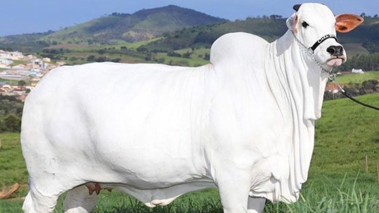 World’s Most Expensive Cow: বিশ্বৰ আটাইতকৈ দামী গৰু বিক্ৰী হ’ল ৪৮ লাখ ডলাৰত… World’s Most Expensive Cow: বিশ্বৰ আটাইতকৈ দামী গৰু বিক্ৰী হ’ল ৪৮ লাখ ডলাৰত…