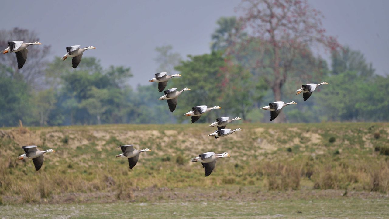 Kaziranga National Park: ১২৪ টা প্ৰজাতিৰ ১,১২,০৬২ জলচৰ পক্ষী পোৱা গ’ল কাজিৰঙা ৰাষ্ট্ৰীয় উদ্যানত Kaziranga National Park: ১২৪ টা প্ৰজাতিৰ ১,১২,০৬২ জলচৰ পক্ষী পোৱা গ’ল কাজিৰঙা ৰাষ্ট্ৰীয় উদ্যানত