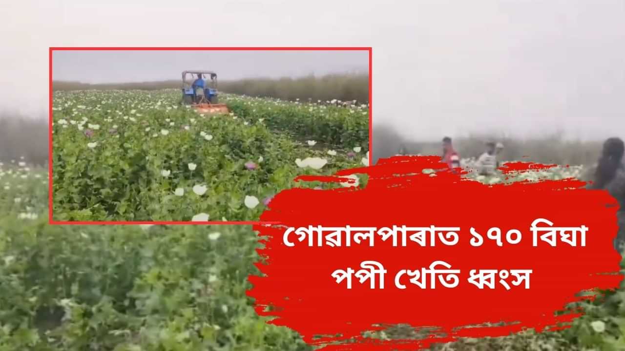 গোৱালপাৰাত ২৭ কোটি টকাৰ পপী খেতি ধ্বংস, পাবলো এস্কোবাৰক সম্বোধন কৰি কি কলে মুখ্যমন্ত্ৰীয়ে ?