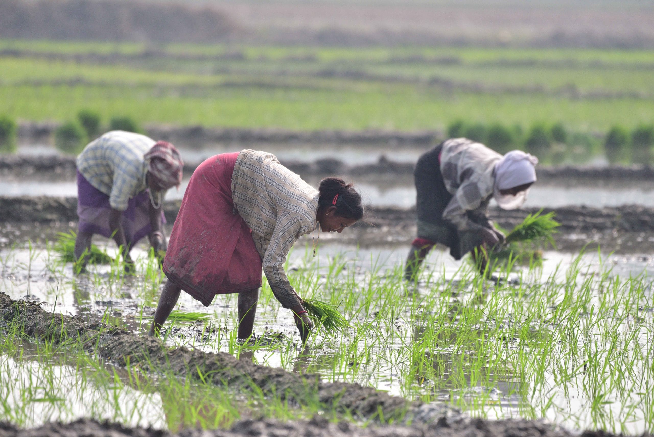 শুকুৰবাৰে বিধানসভাত জলসিঞ্চন মন্ত্ৰী অশোক সিংহলে কয় যে ২০১৫-১৬ চনৰ পৰা যোৱা ৯ বছৰত অসমৰ মুঠ কৃষিভূমি সামান্য হ্ৰাস পোৱাৰ বিপৰীতে জলসিঞ্চিত ভূমি বৃদ্ধি পাইছে ।
