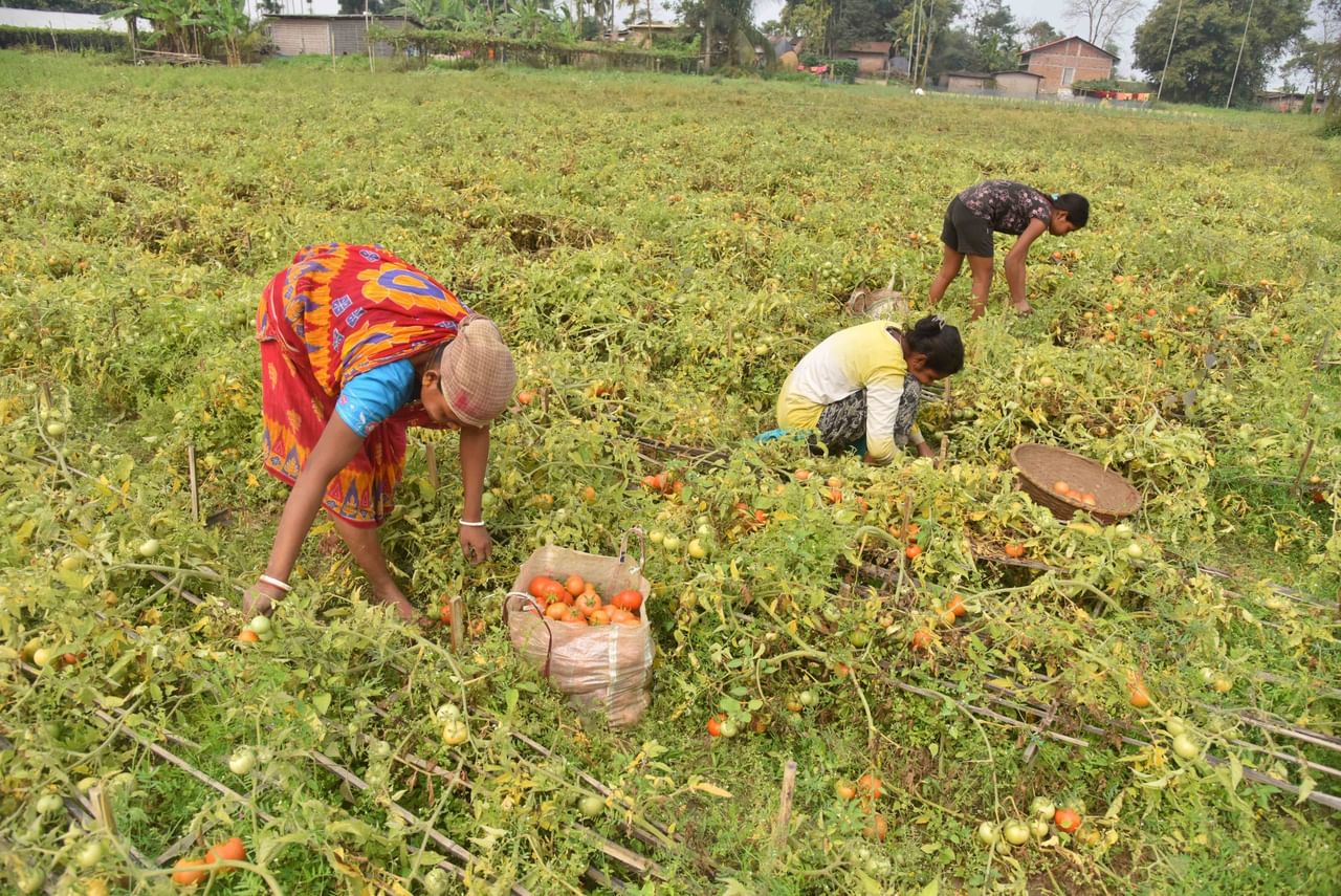 সিংহলে কয় যে ২০১৫-১৬ চনৰ তথ্য পৰিসংখ্যা হাতপুথি, ২০১৭, আৰু জলসিঞ্চন বিভাগৰ পৰা পোৱাৰ বিপৰীতে ২০২৪-২৫ চনৰ পৰিসংখ্যা বিভাগৰ তথ্যৰ ওপৰত ভিত্তি কৰি লোৱা হৈছে ।