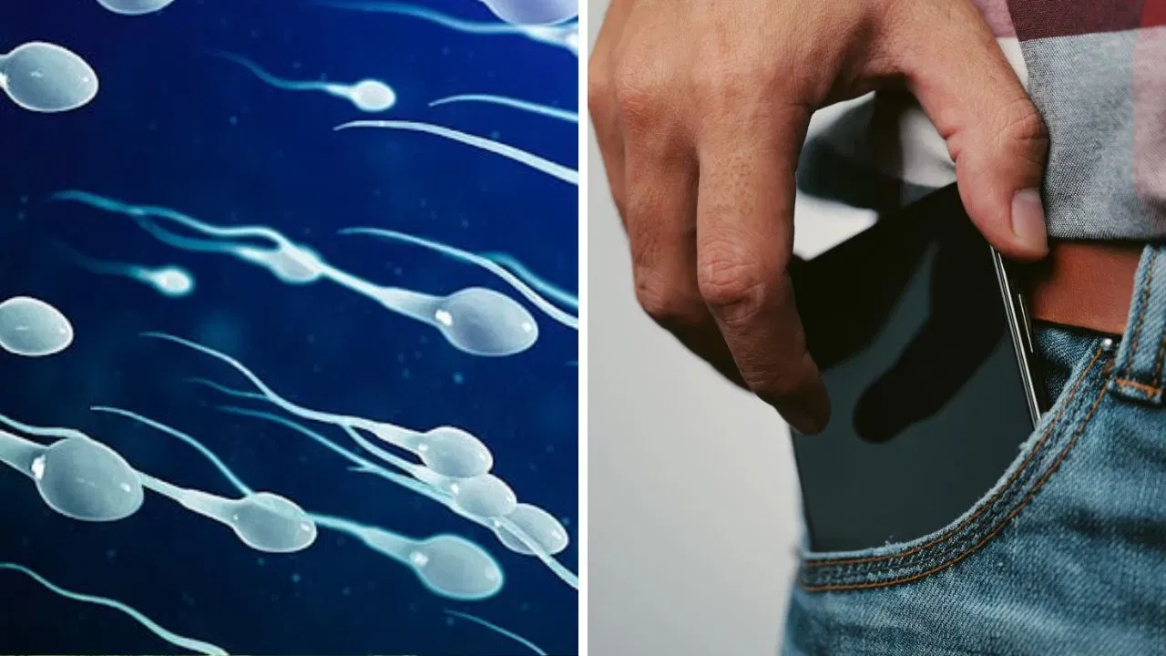 Sperm Production: পেন্টৰ জেপত মোবাইল ৰাখে নেকি? তেন্তে সাৱধান হওক, ক্ষতি কৰিব পাৰে গুপ্তাংগৰ!