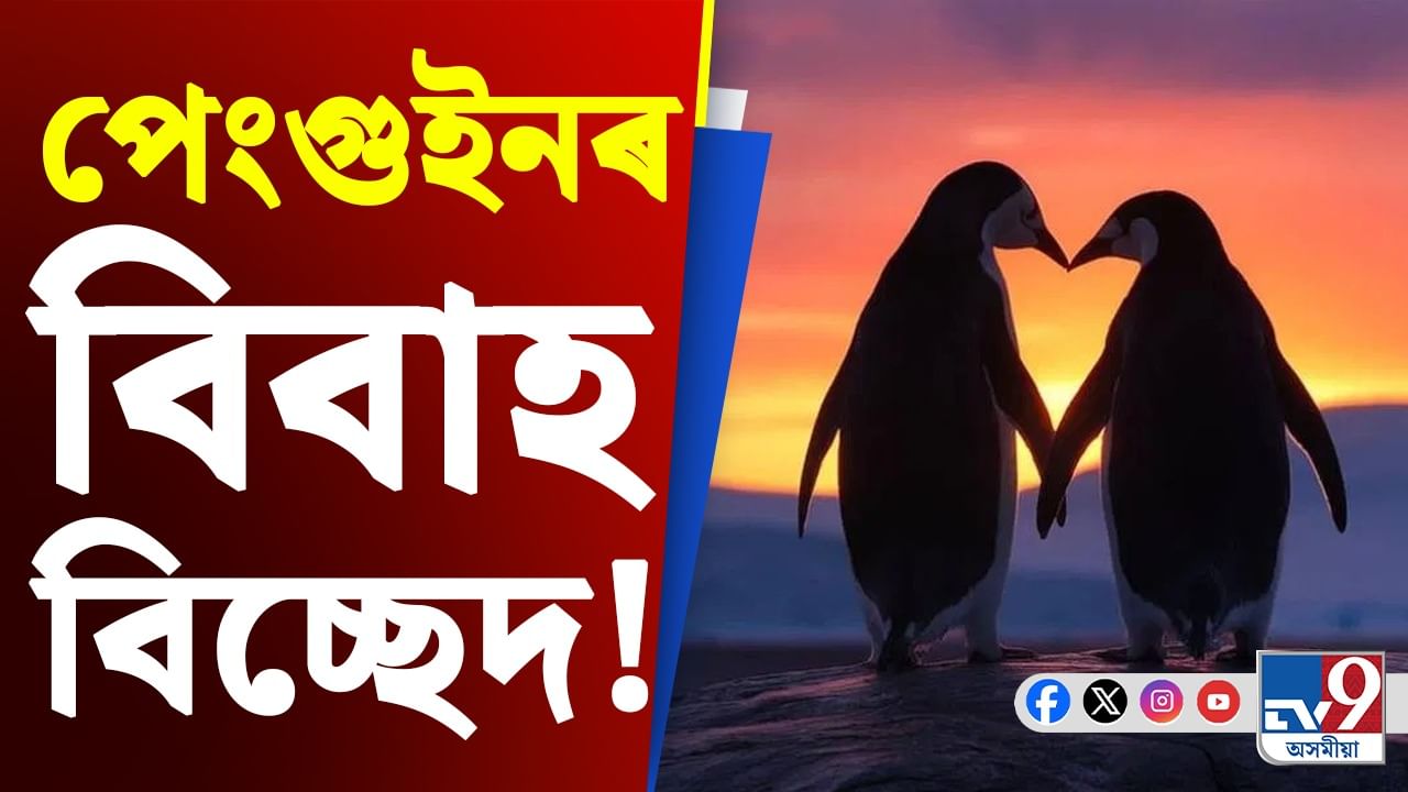 পেংগুইনৰ পৰকীয়া প্ৰেম! ১২ বছৰৰ গৱেষণাত ভয়ংকৰ তথ্য..