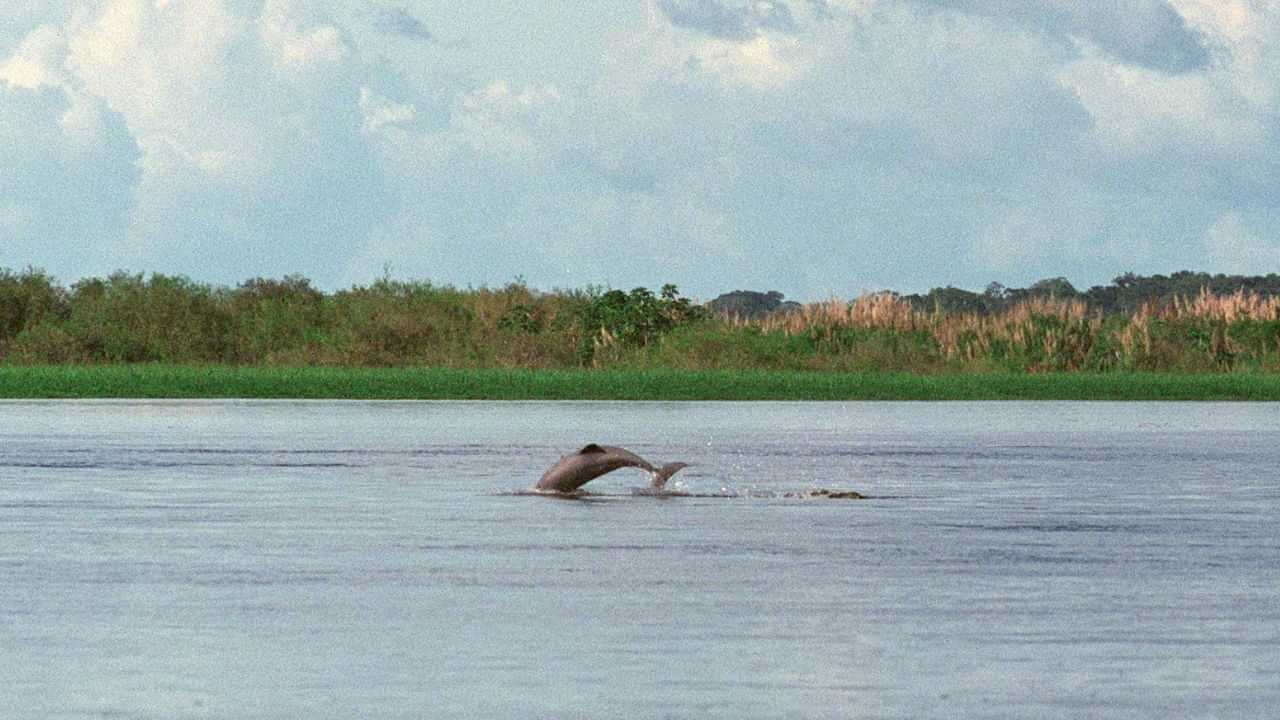 River Dolphin survey: অসমৰ পাঁচখন নদীত আছে ৬৩৫ টা শিহু; সোৱণশিৰিত উদ্বেগজনকভাৱে হ্ৰাস শিহুৰ সংখ্যা