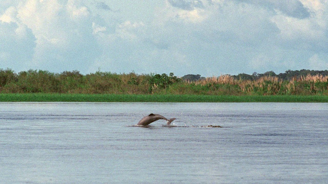 River Dolphin survey: অসমৰ পাঁচখন নদীত আছে ৬৩৫ টা শিহু; সোৱণশিৰিত উদ্বেগজনকভাৱে হ্ৰাস শিহুৰ সংখ্যা