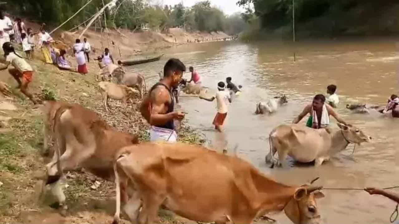 Rongali Bihu: কাইলৈ গৰু বিহু, গৰু বিহুৰ এই পৰম্পৰাসমূহৰ বিষয়ে জানেনে? Rongali Bihu: কাইলৈ গৰু বিহু, গৰু বিহুৰ এই পৰম্পৰাসমূহৰ বিষয়ে জানেনে?