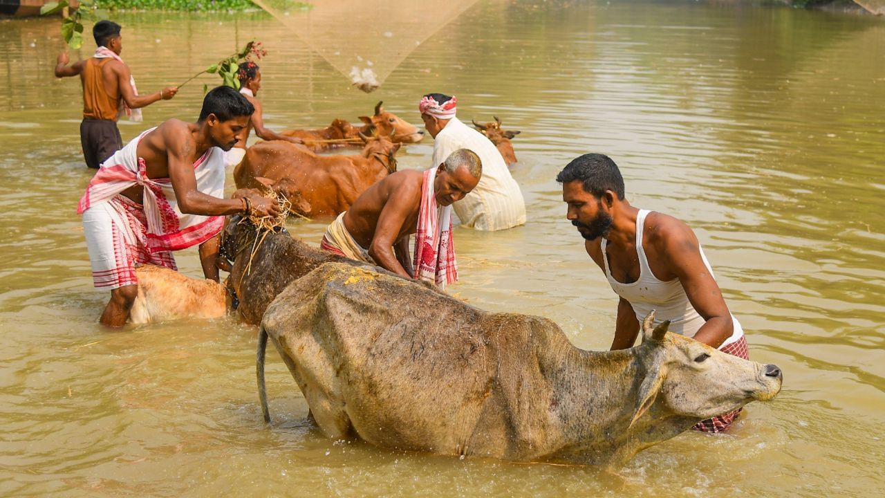 আজি গৰু বিহু, ৰঙালীৰ ৰঙত ৰঙীণ চহা অসমীয়া… আজি গৰু বিহু, ৰঙালীৰ ৰঙত ৰঙীণ চহা অসমীয়া…