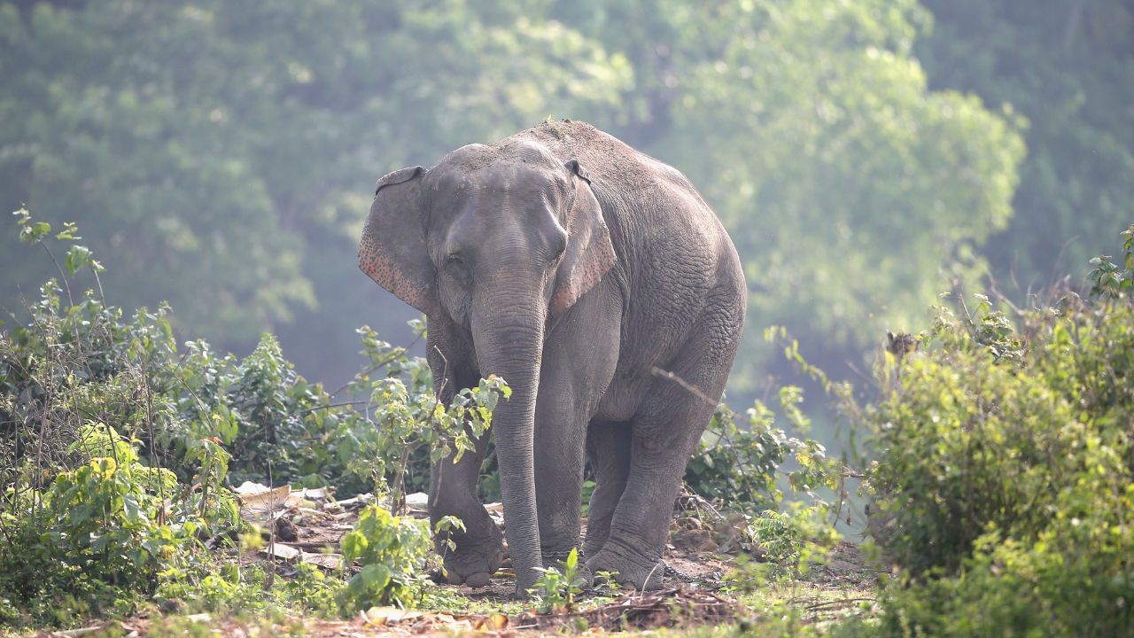 অসমৰ ডিব্ৰুগড় জিলাত স্থাপন কৰা হ’ব ৰাজ্যৰ প্ৰথমখন বন্যপ্ৰাণী স্বাস্থ্য আৰু গৱেষণা প্ৰতিষ্ঠান । শুকুৰবাৰে এই কথা ঘোষণা কৰে মুখ্যমন্ত্ৰী হিমন্ত বিশ্ব শৰ্মাই । ডিব্ৰুগড়ৰৰ দিনজানত স্থাপন হ’ব এই প্ৰতিষ্ঠানখন ।