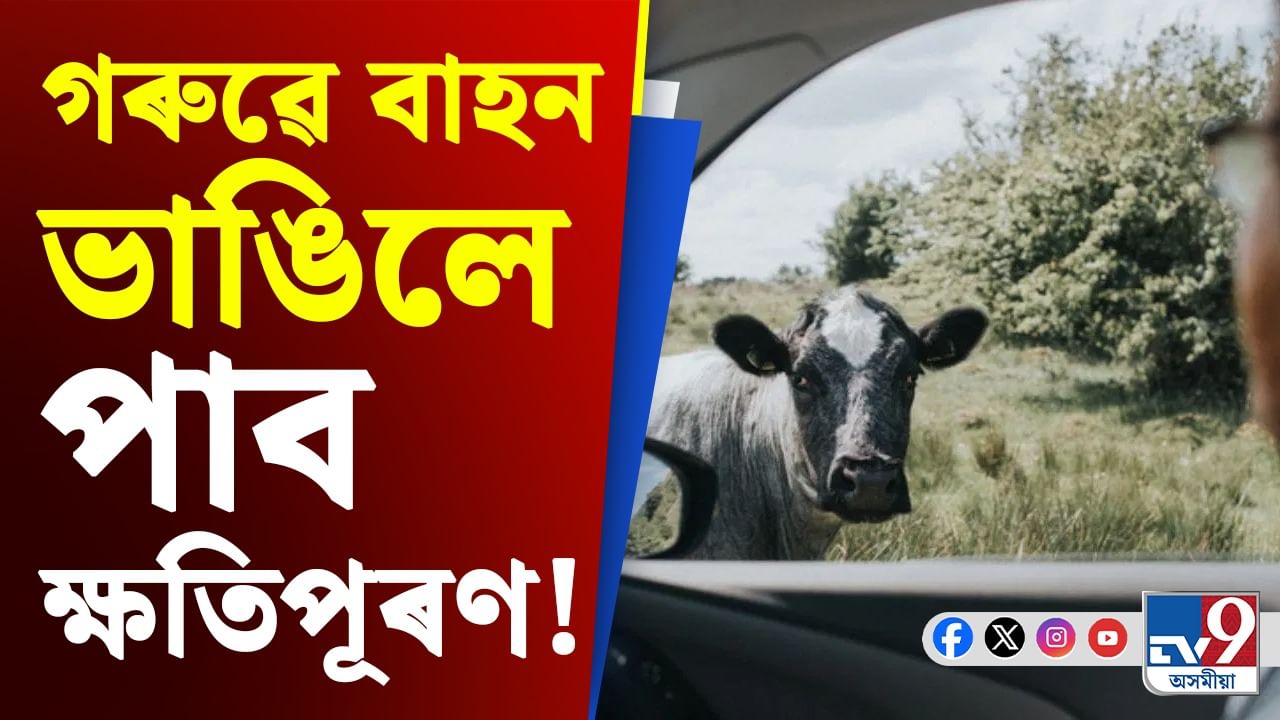 গৰুৱে আপোনাৰ বাহন ভাঙিলে পাব ক্ষতিপূৰণ! কিন্তু কেনেকৈ?