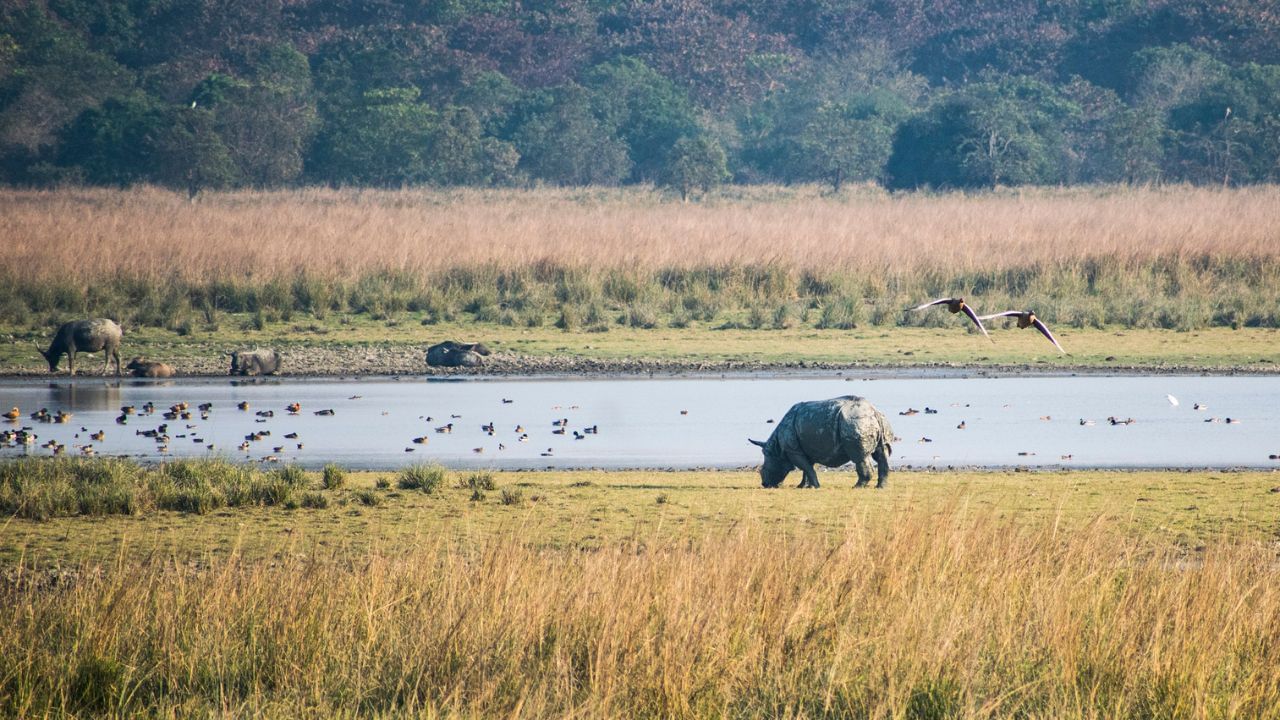 ৩৫ শতাংশ বৃদ্ধি, কাজিৰঙা ৰাষ্ট্ৰীয় উদ্যানৰ পৰ্যটকৰ সংখ্যাই গঢ়িলে অভিলেখ… ৩৫ শতাংশ বৃদ্ধি, কাজিৰঙা ৰাষ্ট্ৰীয় উদ্যানৰ পৰ্যটকৰ সংখ্যাই গঢ়িলে অভিলেখ…