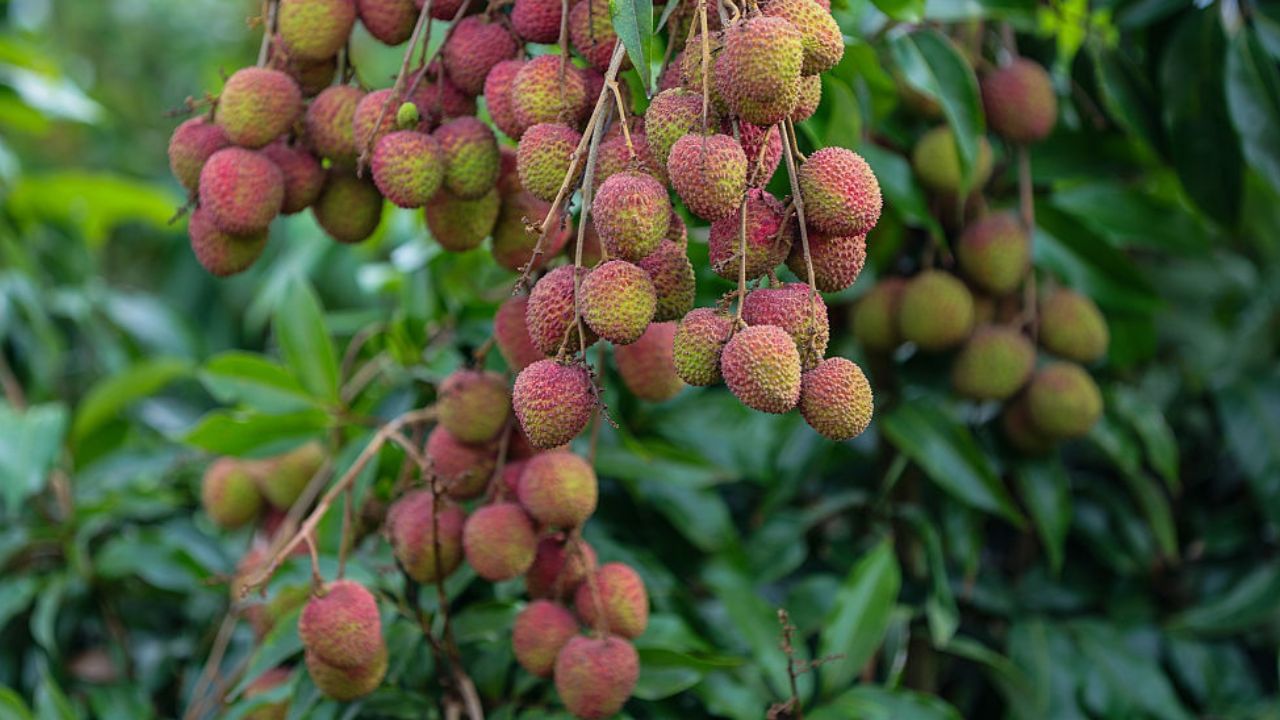 বতৰৰ ফল লিচু খোৱাৰ সময়ত মনত ৰাখক এই কথা, অন্যথা হ’ব পাৰে স্বাস্থ্যৰ হানি… বতৰৰ ফল লিচু খোৱাৰ সময়ত মনত ৰাখক এই কথা, অন্যথা হ’ব পাৰে স্বাস্থ্যৰ হানি…