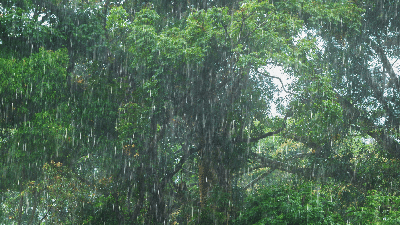 বতৰ বিজ্ঞানে য়ালো এলাৰ্ট জাৰি কৰা জিলা কেইখন হ'ল- দক্ষিণ শালমাৰা, ধুবুৰী, কোকৰাঝাৰ, চিৰাং, বাক্সা, গোৱালপাৰা, নলবাৰী, কামৰূপ(গ্ৰাম্য), কামৰূপ (ম), ডিমা হাচাও, কাছাৰ , শ্ৰীভূমি আৰু হাইলাকান্দি জিলা।