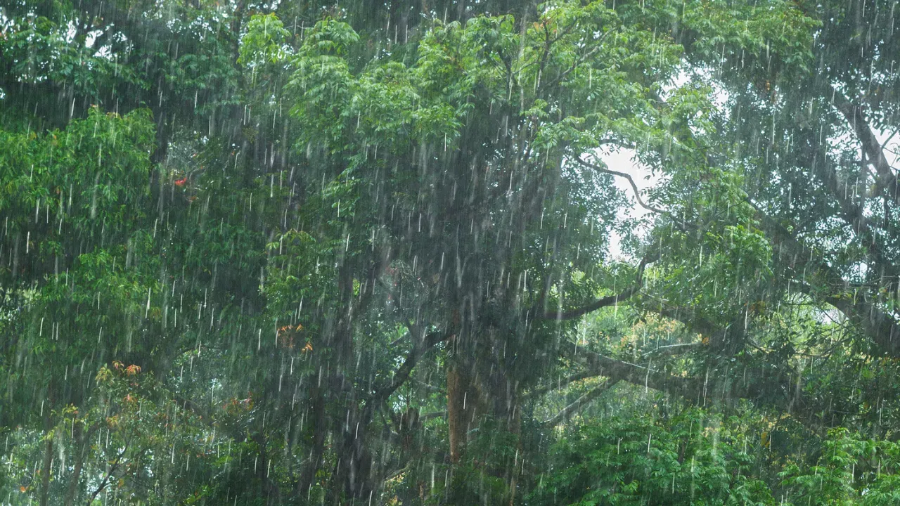 মুষলধাৰ বৰষুণৰ মাজতে কপিলী জলবিদ্যুৎ প্ৰকল্পৰ খান্দং বান্ধৰ ৭ খনকৈ গেট খুলি দিয়া হৈছে। যাৰ বাবে কামপুৰত হোৰাহোৰে বাঢ়িছে কপিলী নদীৰ জলস্তৰ। যিকোনো মুহূৰ্তত প্লাৱিত হ'ব মধ্য অসম।
