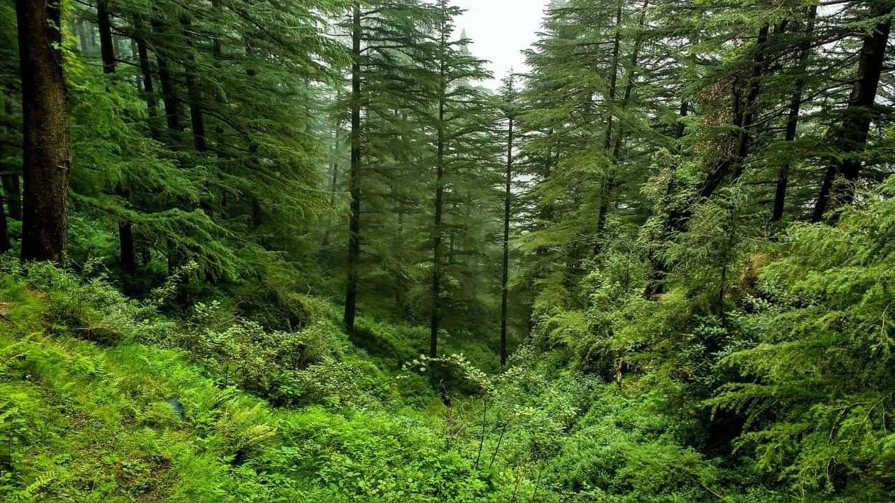 বেদখলত থকা বনাঞ্চলৰ ভূমি মুক্ত কৰাৰ নিৰ্দেশ ৰাষ্ট্ৰীয় সেউজ ন্যায়াধিকৰণৰ
