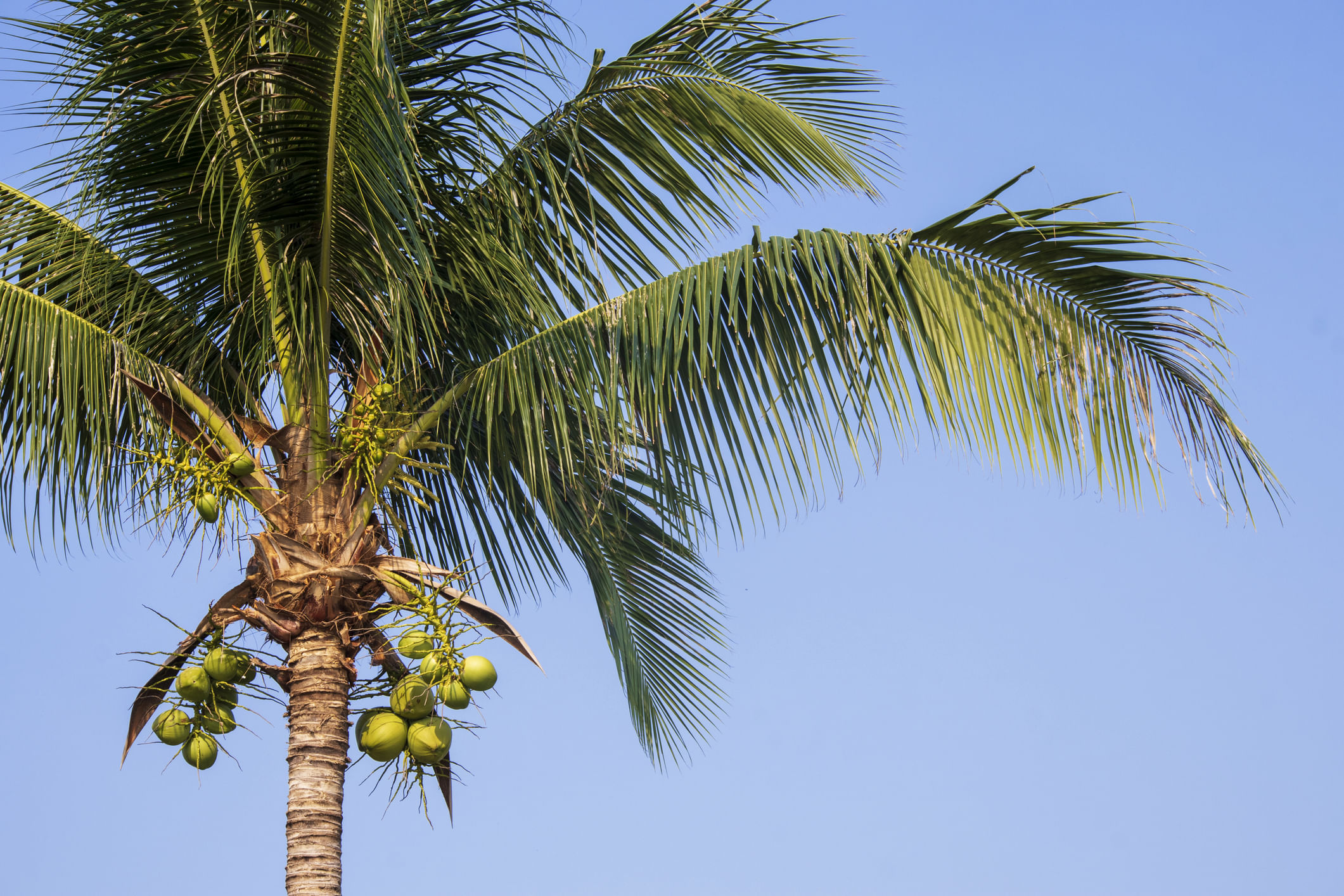 Coconut, Sunlight And Blue Sky