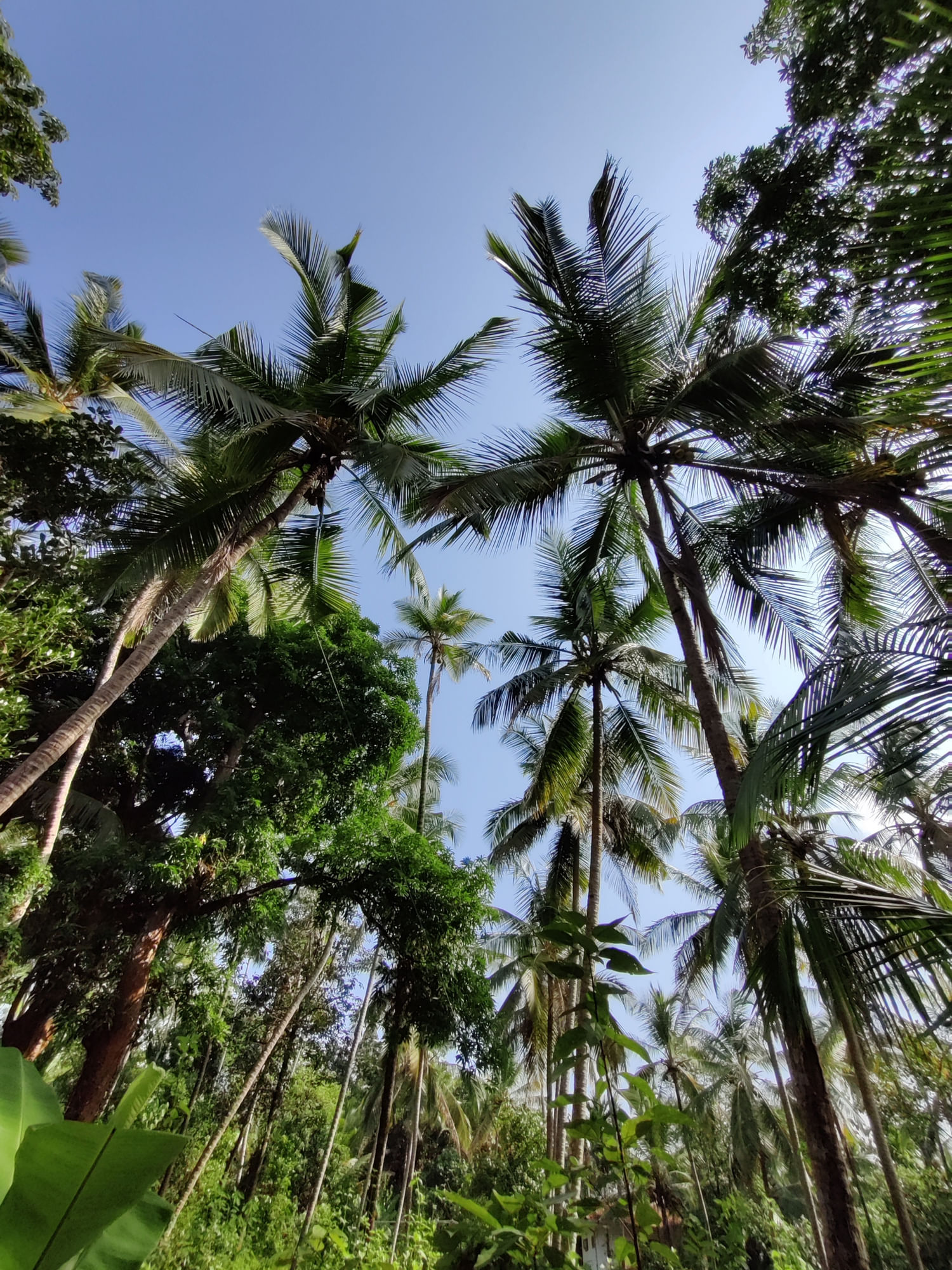Tall Palm/coconut Trees' Against Vast Blue Sky/kerala