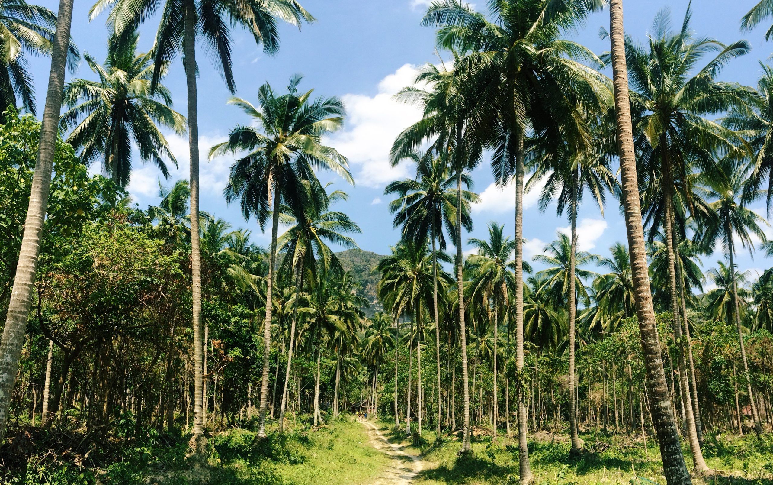 Coconut Palm Tree Grove At Tonsai Beach, Krabi, Thailand