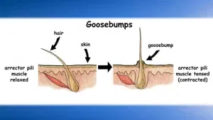Goosebumps Sites.psu .edu 
